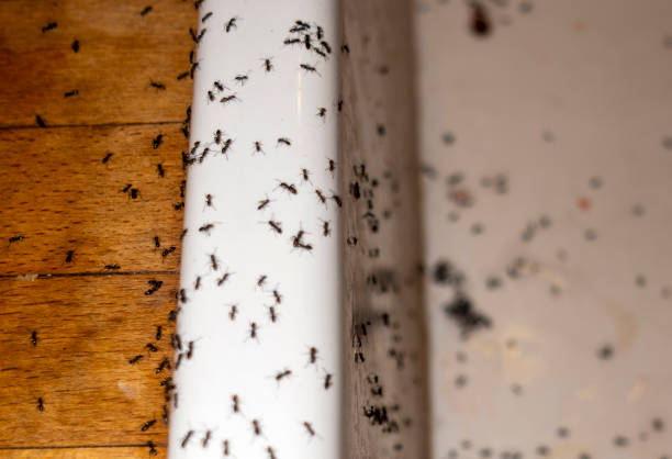 Best Pest Control Near Me  in Ridgebury, CT