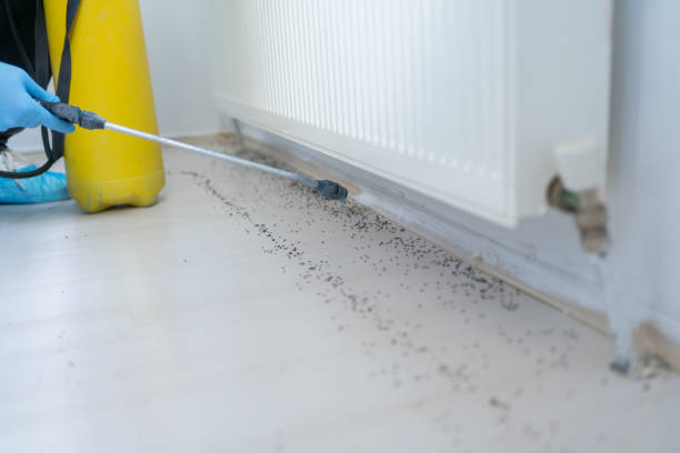 Best Termite Control Services  in Ridgebury, CT