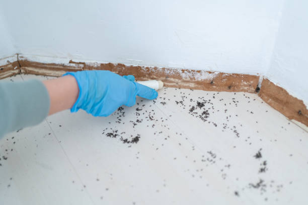 Best Ant Control Services  in Ridgebury, CT